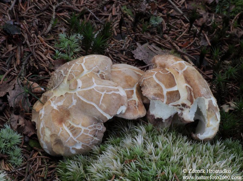 Sheep polypore Spore, Albatrellus ovinus (Mushrooms, Fungi)